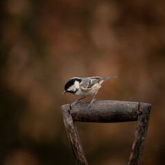 Image of Coal Tit bird Periparus Ater in garden on handle of old garden spade in Spring sunshine