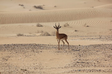 Gazelle 