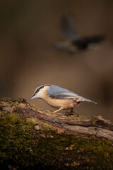 Beautiful Nuthatch garden bird Sitta Europaea in Spring sunshine on branch in tree
