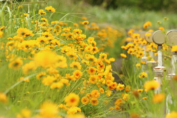 オオキンケイギク