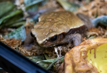 brown tropical frog with black smart eyes