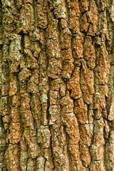 Textur und Hintergrund Rinde der Eiche