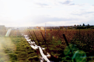 Rows of Crops on Farm at Sunset