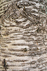 Hintergrund abstrakt Rinde eines Baumstammes