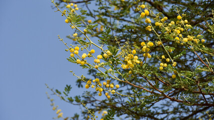 Beautiful babul flower (Vachellia nilotica) on the  branch.