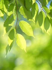 新緑のケヤキの葉