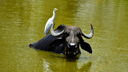 Cattle egrets with the buffalo on the pond shows symbiotic relationship