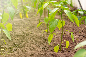 plants pepper sprouts in the ground. eco product. garden. Close-up. there is a highlight