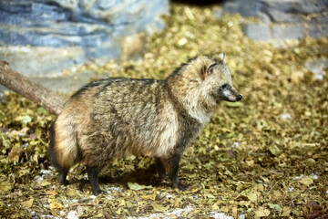 View of a Raccoon Dog