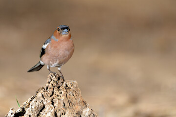   pinzón vulgar macho posado en un tronco en el suelo  (Fringilla coelebs) Marbella Andalucía España