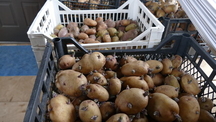 seeds of potato tubers for seedlings