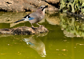  arrendajo posado en una piedra con musgo en el estanque  (Garrulus glandarius) Marbella Andalucía España 