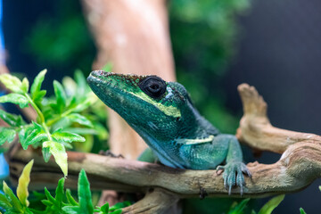 green lizard with smart and inquiring eyes