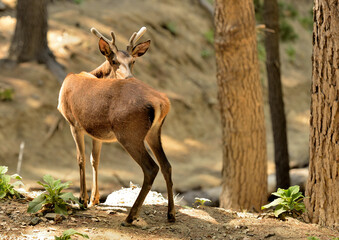 ciervo macho joven en el bosque (Cervus elaphus) Marbella Andalucía España