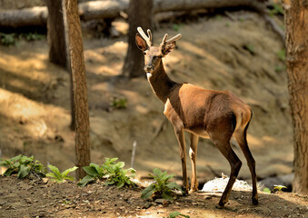  ciervo macho joven en el bosque (Cervus elaphus) Marbella Andalucía España