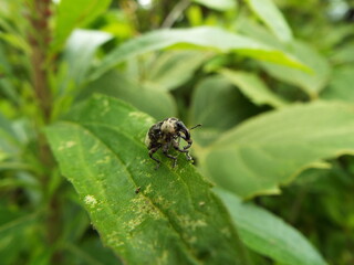 オジロアシナガゾウムシ weevil