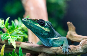 green lizard with smart and inquiring eyes