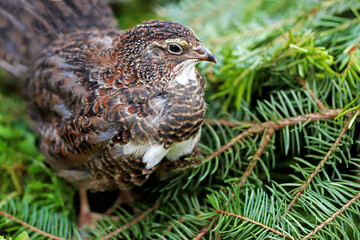 beautiful young quail