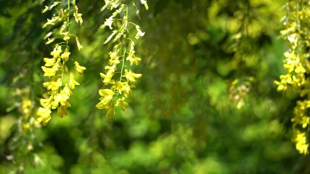Close up of laburnum tree flowers known as golden chain or golden rain moving around as the wind blows.  Blurred out bokeh background with crisp focus on the yellow flowers in foreground
