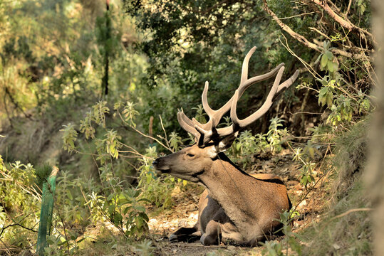    ciervo macho adulto en el bosque con gran cornamenta  (Cervus elaphus) Marbella Andaluc&iacute;a Espa&ntilde;a