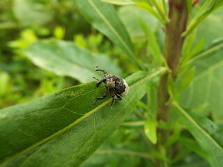 オジロアシナガゾウムシ weevil