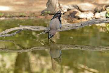  arrendajo posado en una rama y bebiendo agua en el estanque  (Garrulus glandarius) Marbella Andalucía España 