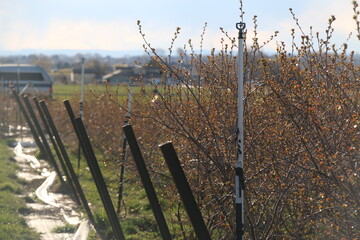 Rows of Crops on Farm