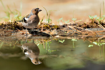   pinzón vulgar macho bebiendo agua en el estanque con el reflejo  (Fringilla coelebs) Marbella Andalucía España