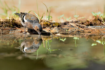   pinzón vulgar macho bebiendo y reflejado en el agua del estanque  (Fringilla coelebs) Marbella Andalucía España