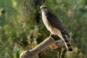 gavilán hembra posada en un tronco del bosque (Accipiter nisus) Marbella Andalucía España 