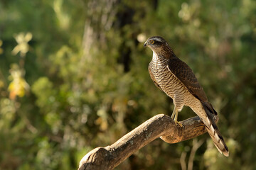  gavilán hembra posada en un tronco del bosque (Accipiter nisus) Marbella Andalucía España 