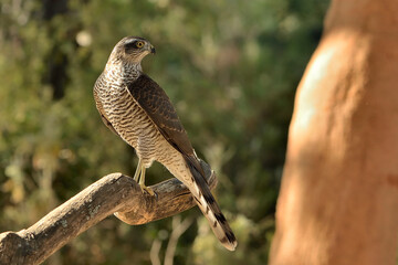  gavilán hembra posada en un tronco del bosque (Accipiter nisus) Marbella Andalucía España 