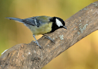 carbonero en el tronco de un árbol  (Parus major)