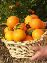 Harvesting oranges.