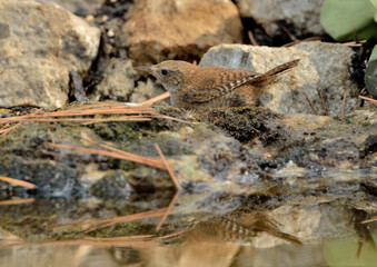 chochín en el estanque del bosque  (Troglodytes troglodytes) Marbella Andalucía España 