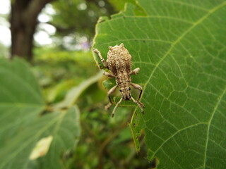 シロコブゾウムシ Snout beetle with the lump