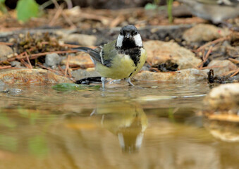  carbonero bebiendo en el estanque y reflejado en el agua (Parus major) Marbella Andalucía España 