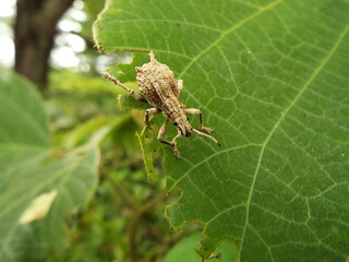 シロコブゾウムシ Snout beetle with the lump