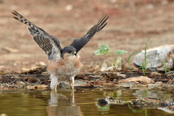  gavillan bañándose en el estanque (Accipiter nisus) Marbella Andalucía España 