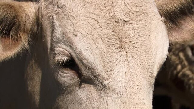 Typical South American cows in their corral.
