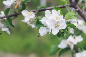 Blooming apple tree. Beautiful bouquet of blooming apple trees with a blurred background. Selective focus.
