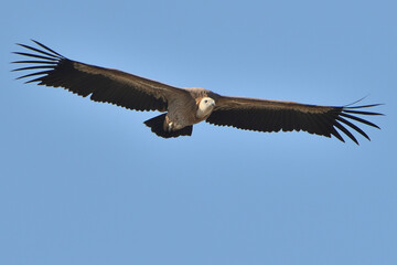 buitre leonado volando sobre el cielo azul (Gyps fulvus) Casares Málaga España 