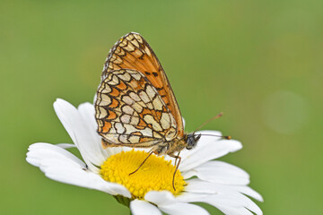 The heath fritillary butterfly (Melitaea athalia). Beautiful fritillary butterfly on meadow