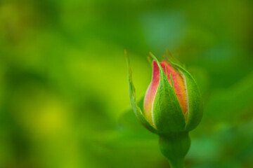 green flower close-up