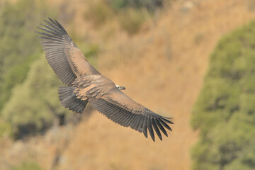 buitre leonado volando monte verde  (Gyps fulvus) Casares Málaga España 