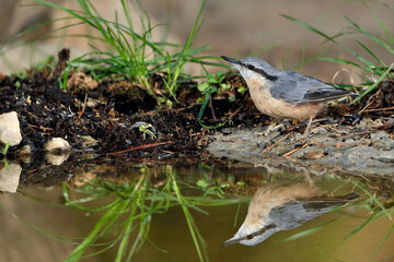   trepador azul bebiendo agua en el estanque  (Sitta europaea) Marbella Andalucía  España