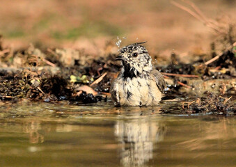 herrerillo capuchino bañándose en una charca del parque (Lophophanes cristatus) Marbella Andalucía España 