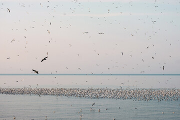 Flock of seagulls over the sea