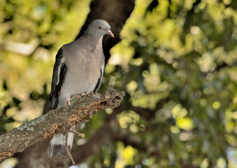 paloma zurita posada en la rama de una encina (Columba oenas) Marbella Andalucía España 