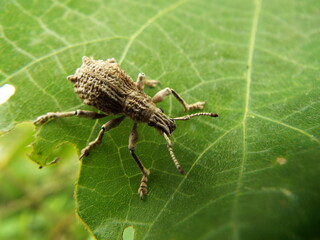 シロコブゾウムシ Snout beetle with the lump